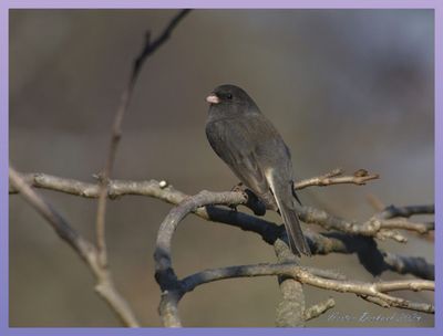 JUNCO