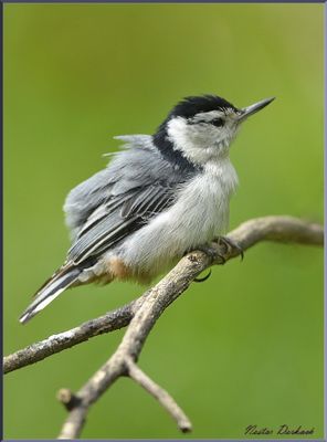 WHITE BREASTED NUTHATCH