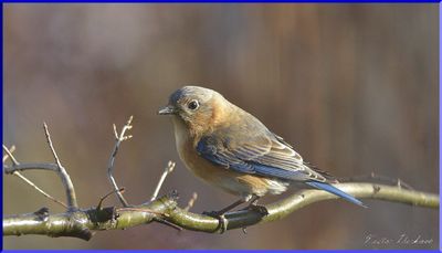 BLUE BIRD FEMALE