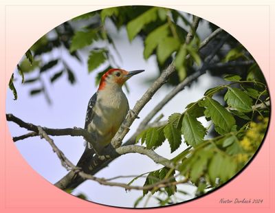 RED BELLIED WOODPECKER