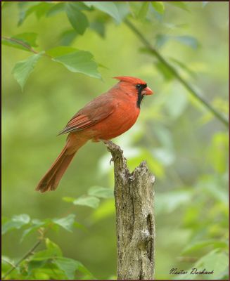 NORTHERN CARDINAL MALE