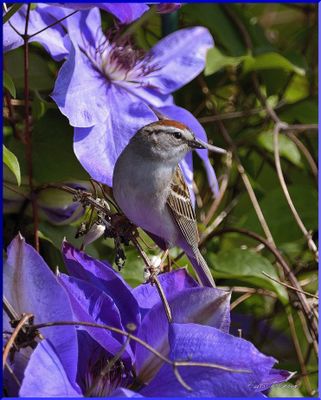 CHIPPING SPARROW 