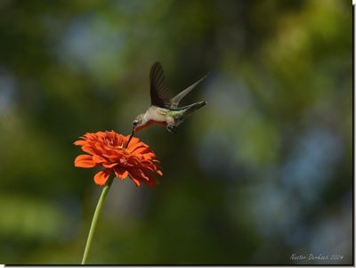 RUBY THROATED HUMMINGBIRD ON ZINNIA