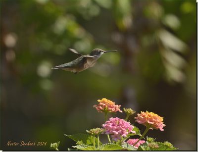 RUBYTHROATED HUMMINGBIRD FEMALE 