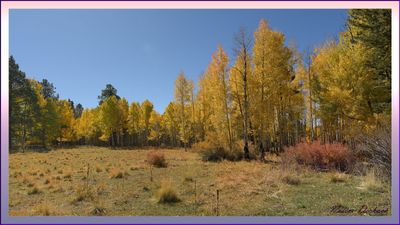 FLAGSTAFF ARIZONA
