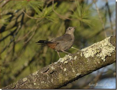 Cat Bird also called a Gray Bird