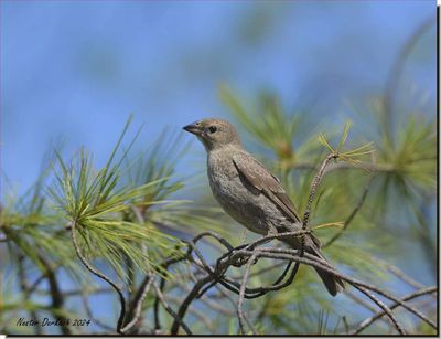 Female House Sparrow