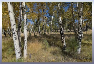 Flagstaff / White Birch trees