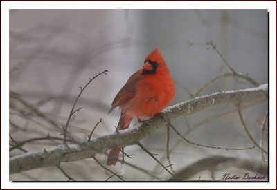  Cardinal  Male 