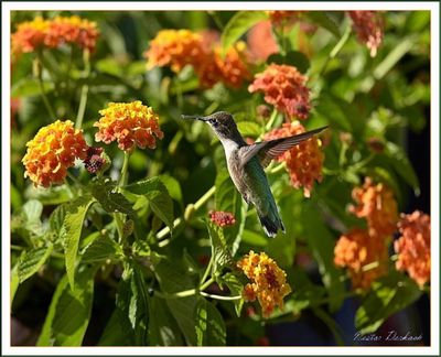 Ruby Throated Humming Bird  female