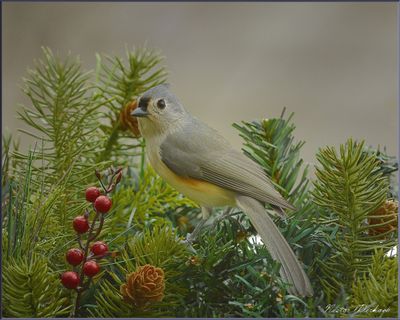 Tufted Titmouse.