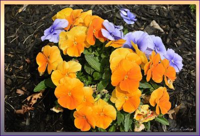 Blooms happy with each other