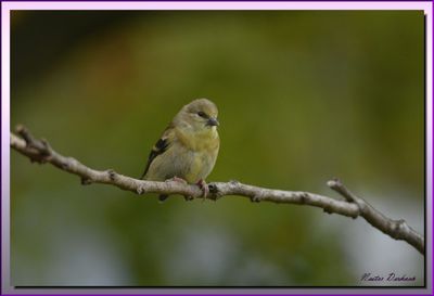 AMERICAN GOLDFINCH 2024