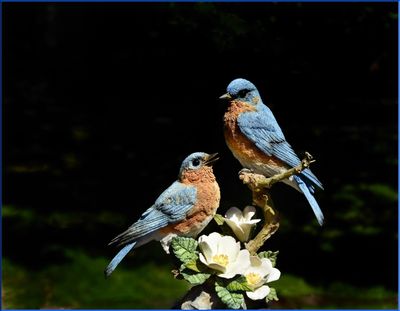 Blue Birds