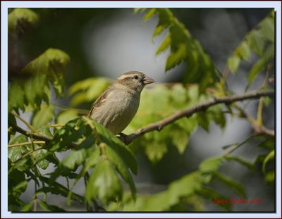  House Sparrow female