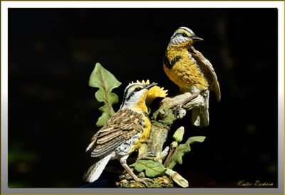 BIRDS