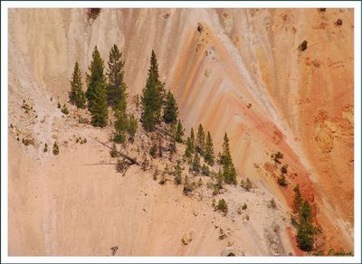 YELLOWSTONE & GRAND TETON NATIONAL PARK