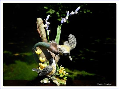 BIRDS