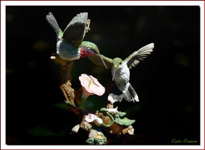 BIRDS