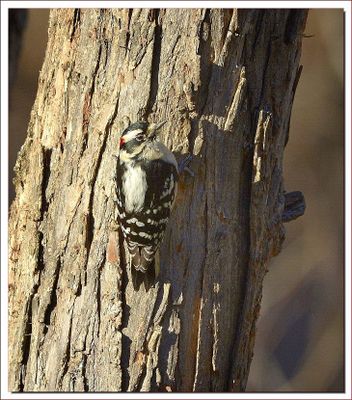 WOODPECKERS