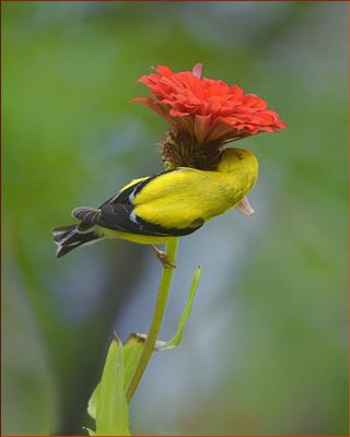 AMERICAN GOLDFINCH 2024