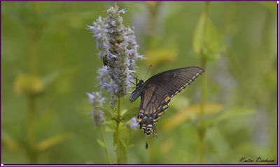  BUTTERFLIES