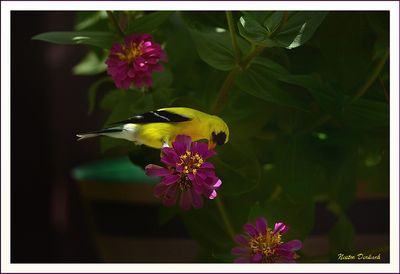 AMERICAN GOLDFINCH  2024