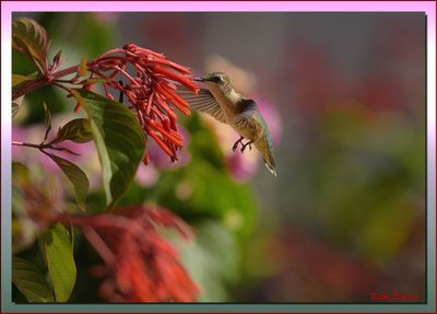 Ruby Throated Hummingbird Female
