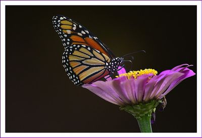   Monarch Butterfly 