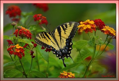 BUTTERFLIES