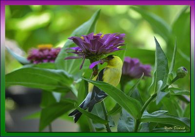 AMERICAN GOLDFINCH 2024
