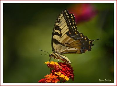  BUTTERFLIES