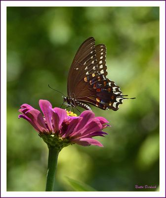 BUTTERFLIES