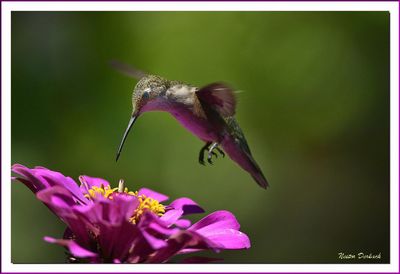 BIRDS