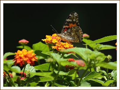BUTTERFLIES