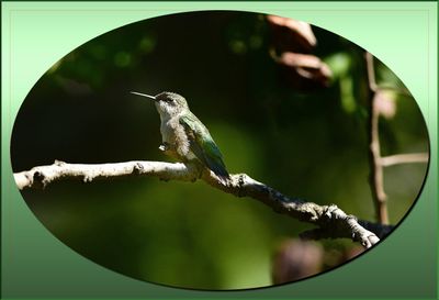 BIRDS