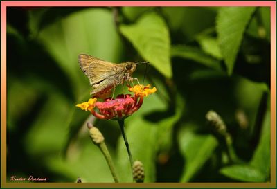 BUTTERFLIES