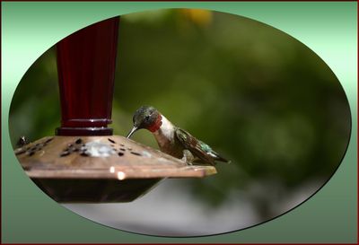 BIRDS