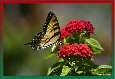  BUTTERFLIES