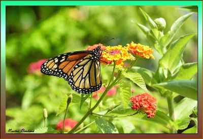  BUTTERFLIES
