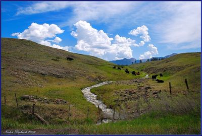 COLORADO