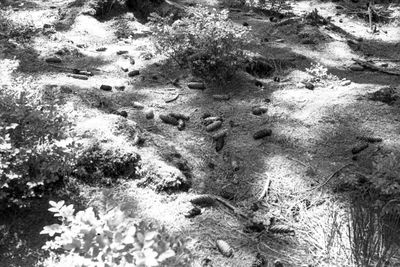 foma1002.jpg