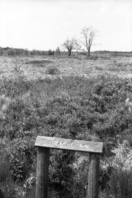 foma1007.jpg