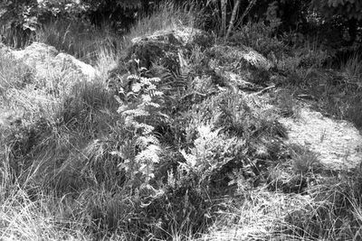foma1009.jpg