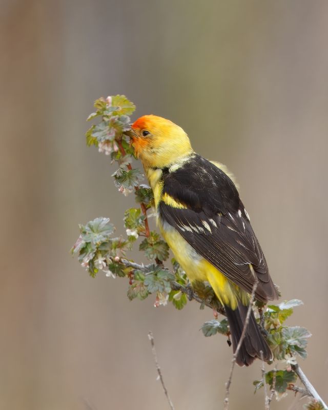 Tanager, Western IMG_8511.jpg