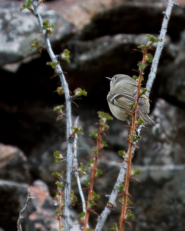 Kinglet, Ruby-crownd IMG_9084.jpg