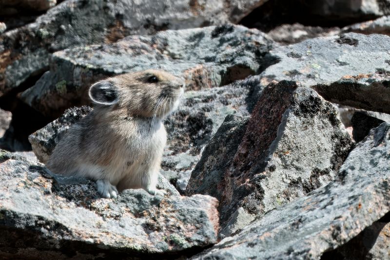 Pika AL7A0339.jpg