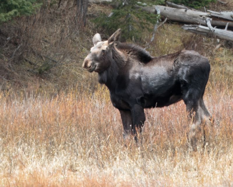 Moose AL7A1015.jpg