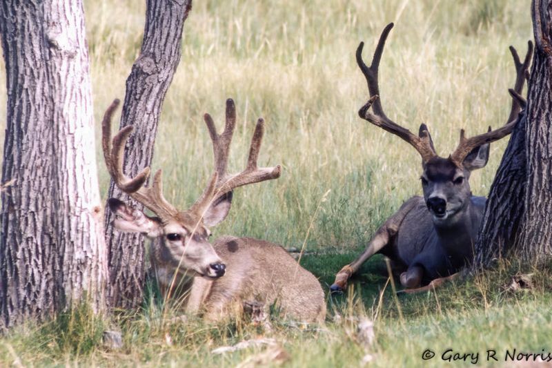 Colorado Elk 009.jpg