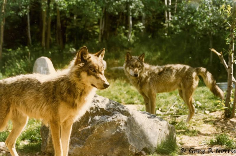 Wolves